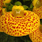 Calceolaria, Zapatitos de la virgen. Lady's purse