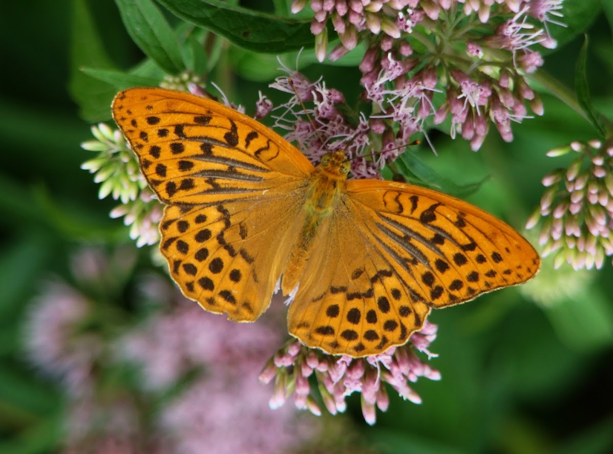 Silver washed fritillary (male)