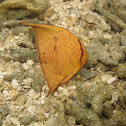 Orbicular Batfish (Spadefish)