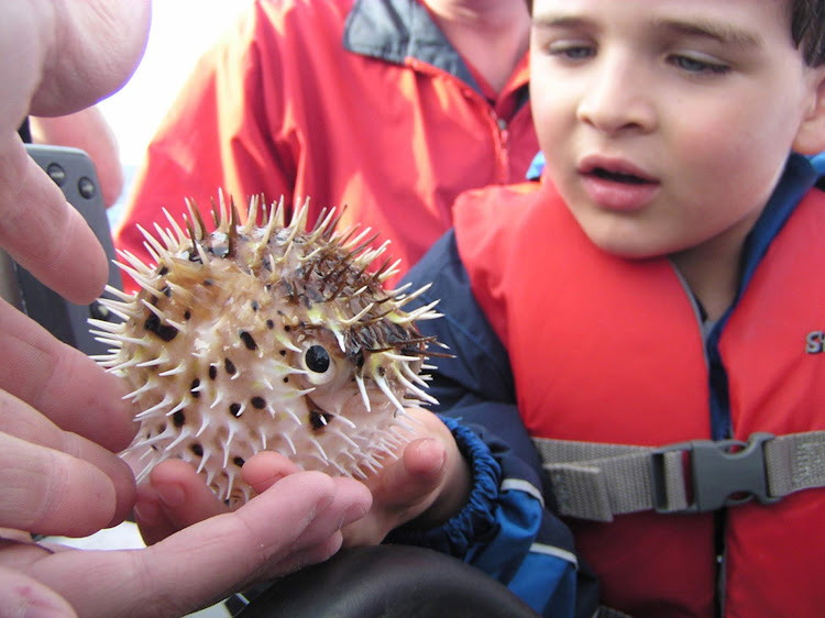 A young cruiser inspects a puffer fish on an Un-Cruise Adventures sailing.