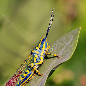 Painted Grasshopper by रोहित वसावे - Animals Insects & Spiders