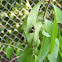 Large Carpenter Bee