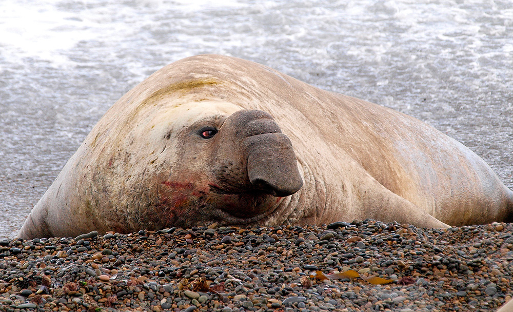 Elefante marino (Elephant seal)