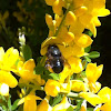 Mason Bee