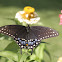Parsnip Swallowtail