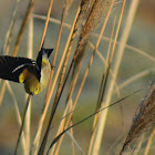 American Goldfinch