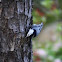 White Breasted Nuthatch