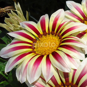 by Gordana Cajner - Flowers Flower Gardens