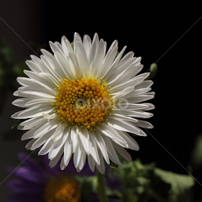 by Md Mamunur Rahman - Flowers Single Flower