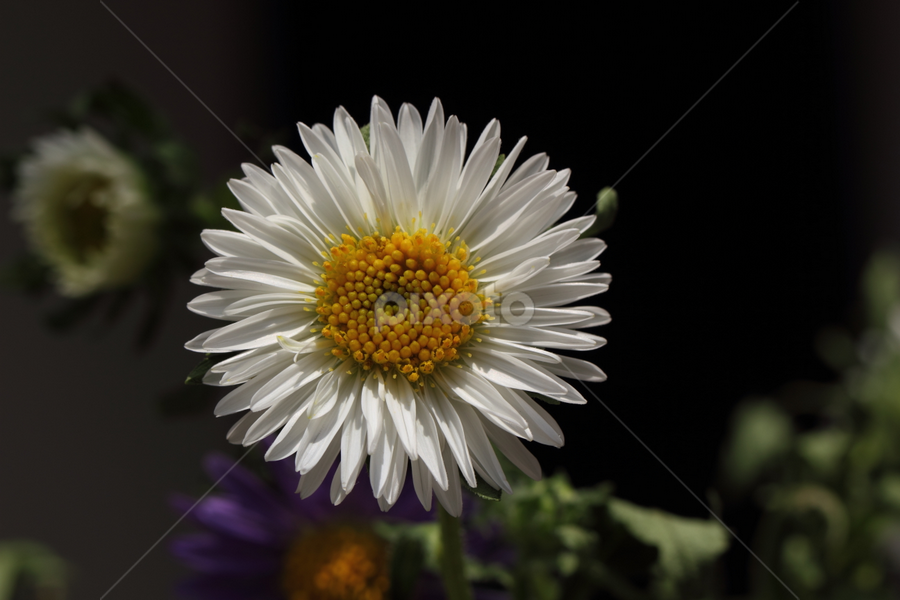 by Md Mamunur Rahman - Flowers Single Flower