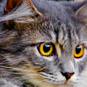 another pose | my Cat by Ronald Wahyudi - Animals - Cats Portraits