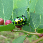 Green Jewel Bug