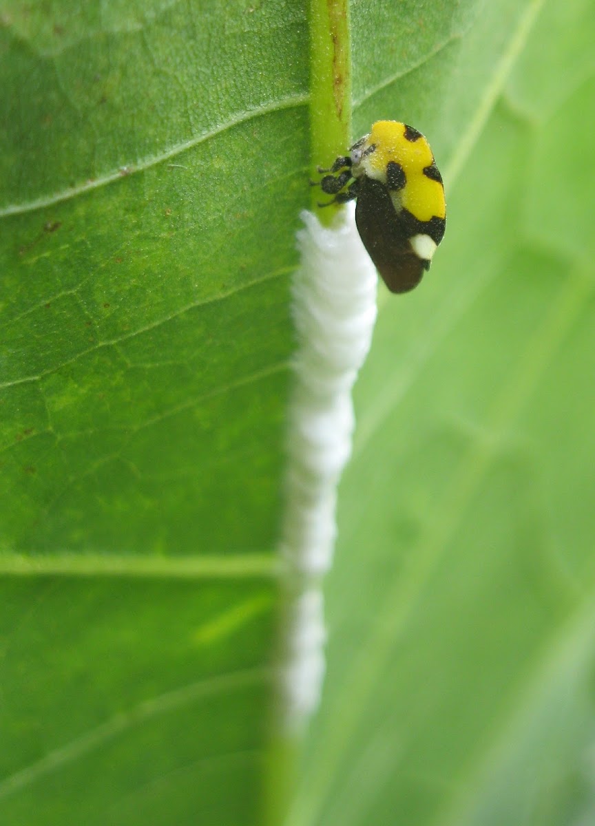 Membracid Treehopper