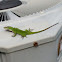 Carolina Anole