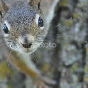 Did you get the shot. by Debbie Annable Carr - Animals Other Mammals