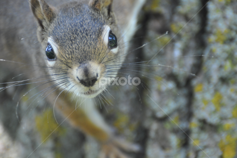 Did you get the shot. by Debbie Annable Carr - Animals Other Mammals