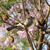 North American Mockingbird