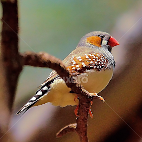 by RJ Photographics - Novices Only Wildlife