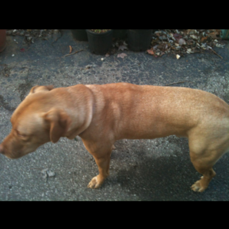 Golden Lab Pitbull Mix Project Noah