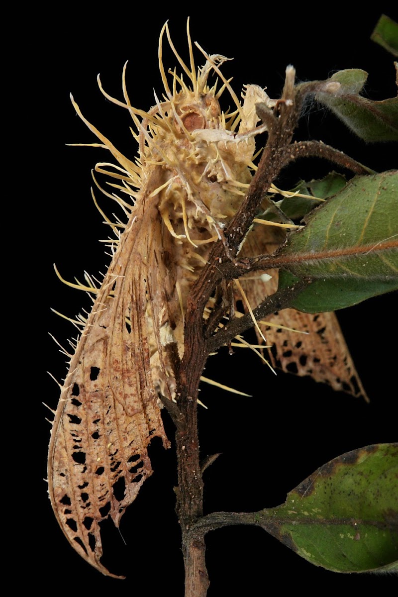 Hawk Moth vs. Cordyceps entomopathogenic fungus