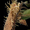 Hawk Moth vs. Cordyceps entomopathogenic fungus