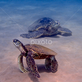 by Tatiana Gonnason - Animals Sea Creatures