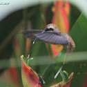 Long-billed Hummingbird