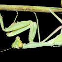 Common Green or Giant Mantid