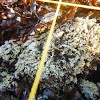 Calcified encrusting coralline algae (?)