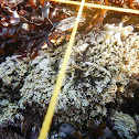 Calcified encrusting coralline algae (?)