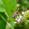 Coelioxys bee