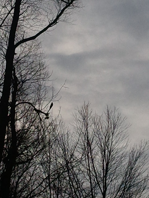 Great Horned Owl