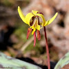 Trout lily