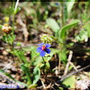 Scarlet pimpernel