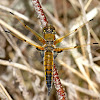 Four-spotted Skimmer