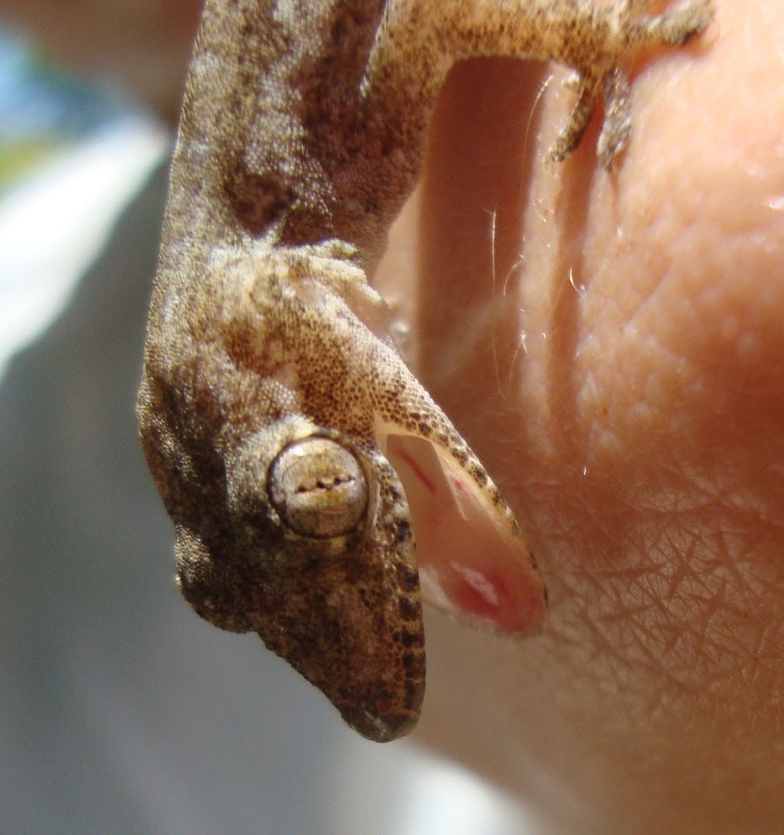 Spiny Tailed House Gecko