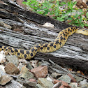 Eastern Hog-Nosed Snake