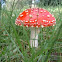Fly Agaric (redcap)