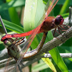 Needham's Skimmer dragonflies (mating pair)