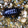 Pill Bug