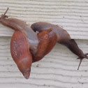 Rosy Wolfsnail