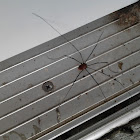 Harvestman spider