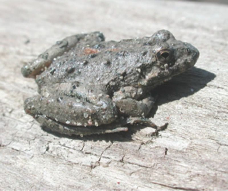 Blanchard Cricket Frog