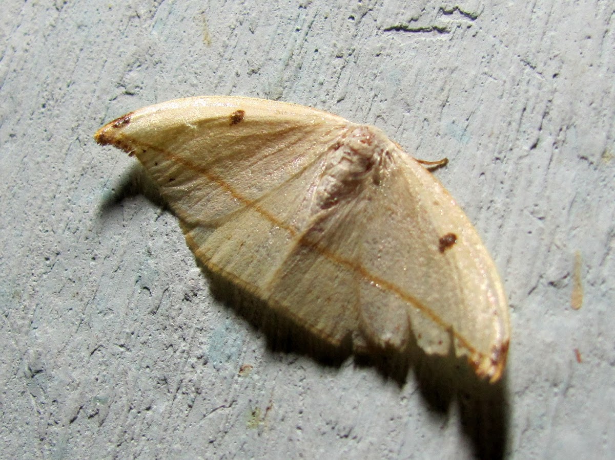 Hook tip moth