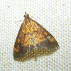 Orange Spotted Pyrausta Moth