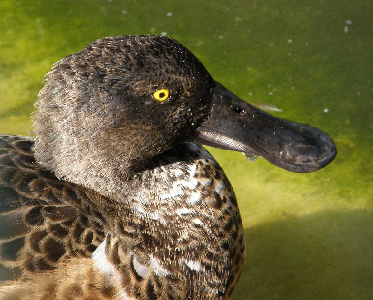 Northern shoveler