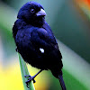 Wing-Barred Seedeater