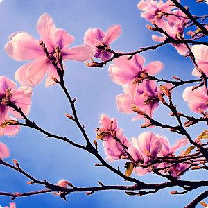 Spring Wallpapers.apk 1.4
