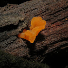 Jelly fungus