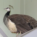 Indian Peafowl